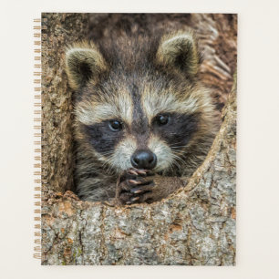 Waschbär in einer Baumhöhle geschmiegt Planer