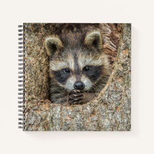 Waschbär in einer Baumhöhle Notizblock