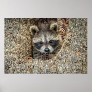 Waschbär in einer Baumhöhle Poster