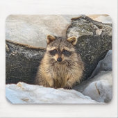 Waschbär in Strandfelsen im Winter Mousepad (Vorne)