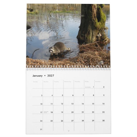 Waschbär-Kalender Kalender (Jan 2027)