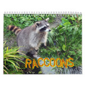 Waschbär-Kalender Kalender (Titelbild)
