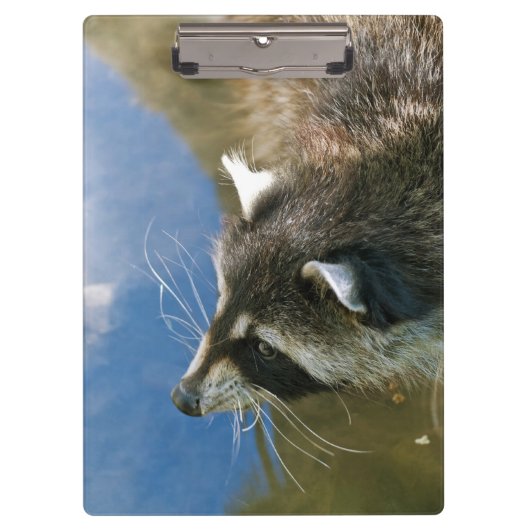 Waschbär Klemmbrett (Vorderseite)