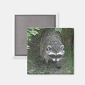 Waschbär Magnet (Vorderseite/Rückseite)