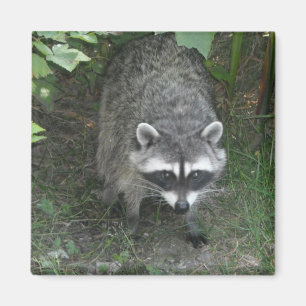 Waschbär Magnet
