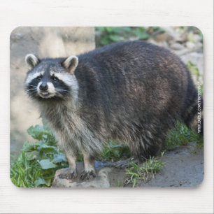 Waschbär-Mauspad Mousepad