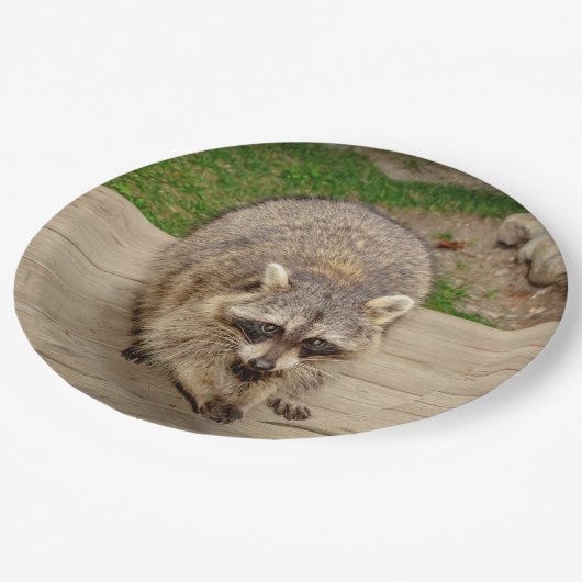 Waschbär mit einem Chip Pappteller (Schrägansicht)