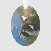 Waschbär Ornament (Rückseite)