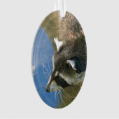 Waschbär Ornament (Vorderseite)