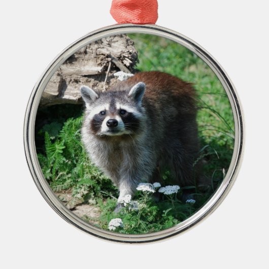 Waschbär Ornament Aus Metall (Vorne)