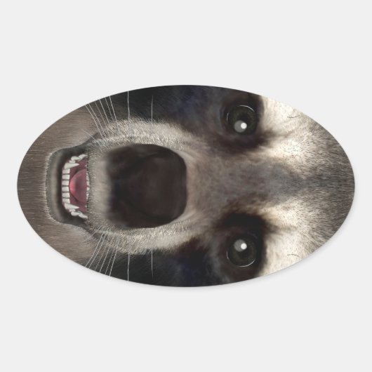 Waschbär Ovaler Aufkleber (Vorderseite)