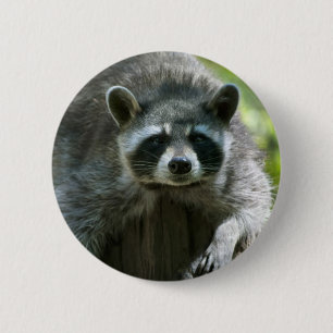 Waschbär Pin Button