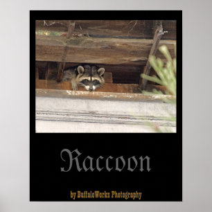Waschbär-Plakat Poster