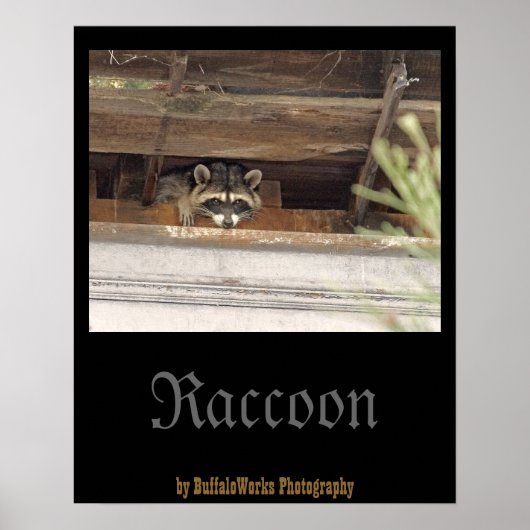 Waschbär-Plakat Poster (Vorne)