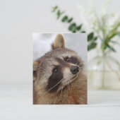 Waschbär Postkarte (Stehend Vorderseite)