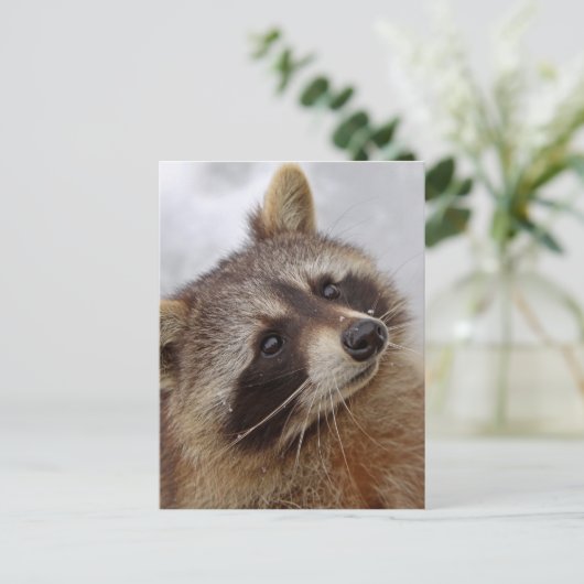 Waschbär Postkarte (Stehend Vorderseite)