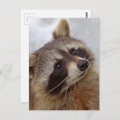 Waschbär Postkarte (Vorne/Hinten)