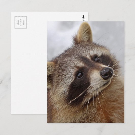 Waschbär Postkarte (Vorne/Hinten)