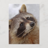Waschbär Postkarte (Vorderseite)