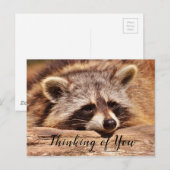 Waschbär Postkarte (Vorne/Hinten)