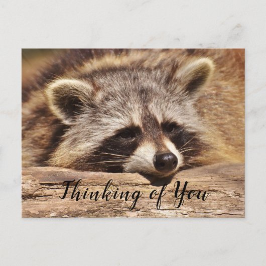 Waschbär Postkarte (Vorderseite)
