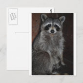 Waschbär Postkarte (Vorne/Hinten)