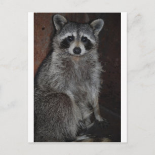Waschbär Postkarte