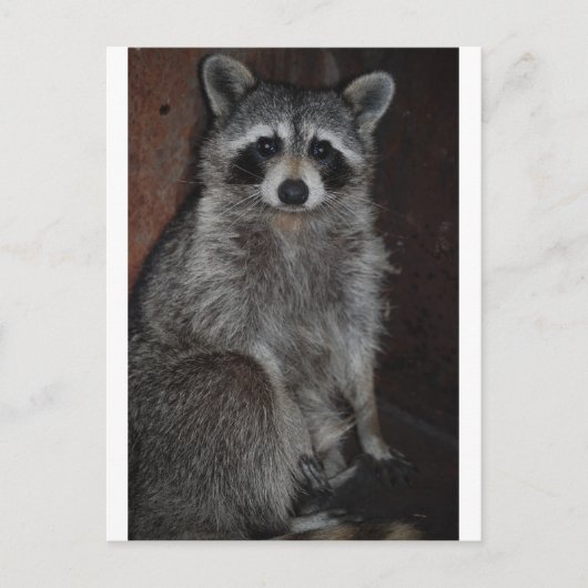 Waschbär Postkarte (Vorderseite)