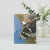 Waschbär Postkarte (Stehend Vorderseite)