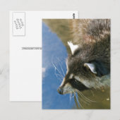 Waschbär Postkarte (Vorne/Hinten)