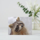 Waschbär Postkarte (Stehend Vorderseite)