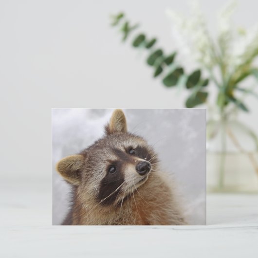 Waschbär Postkarte (Stehend Vorderseite)
