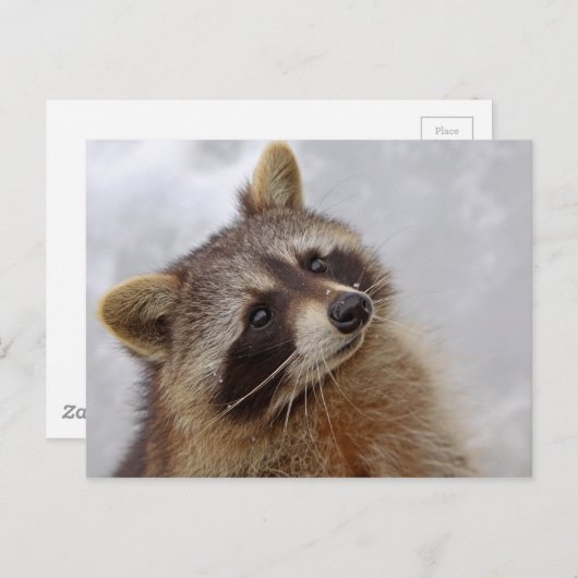 Waschbär Postkarte (Vorne/Hinten)