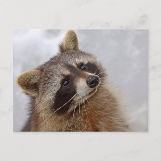 Waschbär Postkarte (Vorderseite)