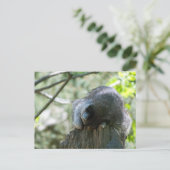 Waschbär-Postkarten Postkarte (Stehend Vorderseite)