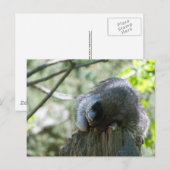 Waschbär-Postkarten Postkarte (Vorne/Hinten)