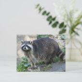 Waschbär-Postkarten Postkarte (Stehend Vorderseite)