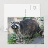 Waschbär-Postkarten Postkarte (Vorne/Hinten)