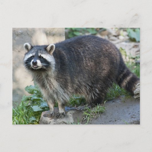 Waschbär-Postkarten Postkarte (Vorderseite)
