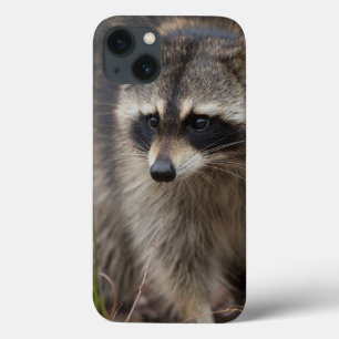 Waschbär, Procyon lotor, Florida Case-Mate iPhone Hülle