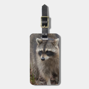Waschbär, Procyon lotor, Florida Gepäckanhänger