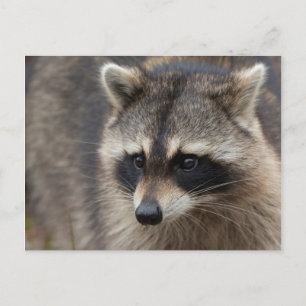 Waschbär, Procyon lotor, Florida Postkarte