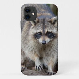 Waschbär, Procyon lotor, Florida, USA 2 Case-Mate iPhone Hülle