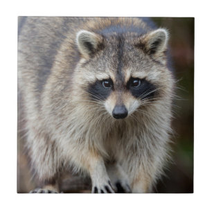 Waschbär, Procyon lotor, Florida, USA 2 Fliese