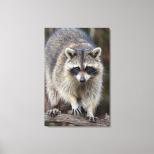 Waschbär, Procyon lotor, Florida, USA 2 Leinwanddruck
