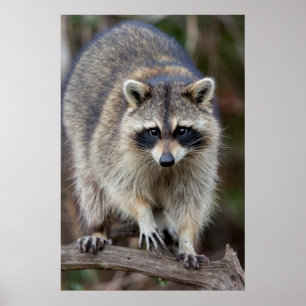 Waschbär, Procyon lotor, Florida, USA 2 Poster