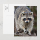 Waschbär, Procyon lotor, Florida, USA 2 Postkarte (Vorne/Hinten)