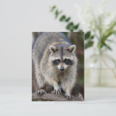 Waschbär, Procyon lotor, Florida, USA 2 Postkarte (Stehend Vorderseite)