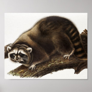 Waschbär (Procyon lotor) Illustration Poster