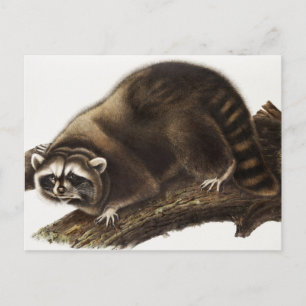 Waschbär (Procyon lotor) Illustration Postkarte